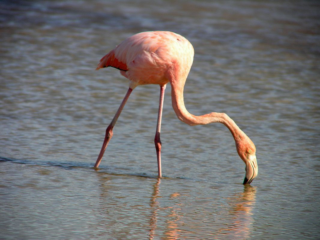 Galapagos 1-2-12 Bachas Flamingo Close Up